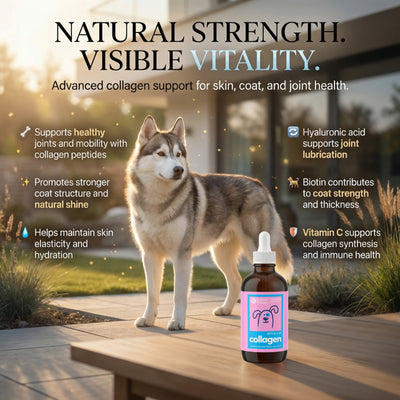 Vet-Trusted Skin & Coat Collagen Drops